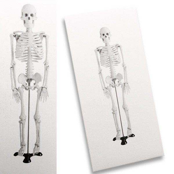 Menschliches Skelett Modell 85cm