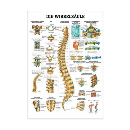 Anatomische Lehrtafel - Die Wirbelsäule - Details