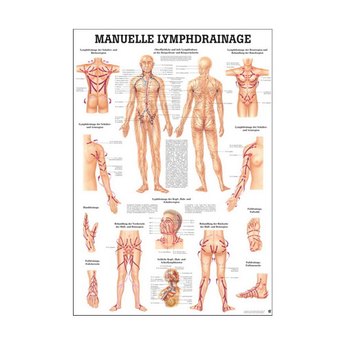 Anatomische Lehrtafel manuelle Lymphdrainage - Details