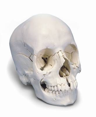 Steckschädel, Anatomische Version, 22-teilig - Details