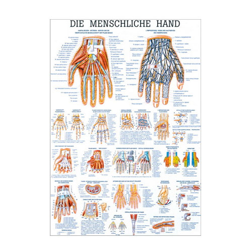 Anatomische Lehrtafel - Die menschliche Hand - Details